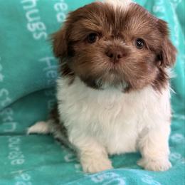 Girl 2 - Liver and white female Shih Tzu puppy in Peoria, Arizona from Jodi’s Shihtzus