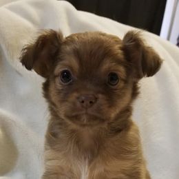 Chihuahuas from Fabulous little paws