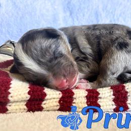 Prince - Blue merle male Miniature Australian Shepherd puppy in Millington, Tennessee from Goading Glee Glade