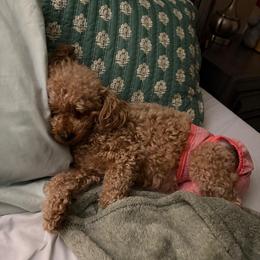 Milla - Poodle