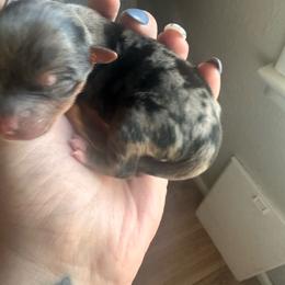 Blu - Sable male Yorkshire Terrier puppy in Sterling, Colorado from Nikki’s Yorkies