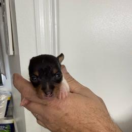 Pup A - White black and tan male Toy Fox Terrier puppy in Clermont, Florida from Debbie Hiles's Toy Fox Terriers