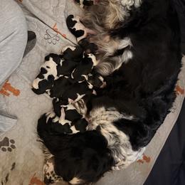 Cupid - Black white and tan male English Springer Spaniel puppy in Cleburne, Texas from Powers English Springer Spaniels