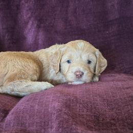 Opal - Apricot female Goldendoodle puppy in Morriston, Florida from Florida's Joyful Goldendoodles