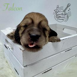 Falcon - Cream male Dachshund puppy in Pulaski, Tennessee from Billboard Doxies