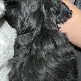 Shih Tzu Puppies from Jessica’s Shih Tzus