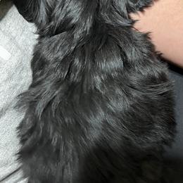 Shih Tzu Puppies from Jessica’s Shih Tzus