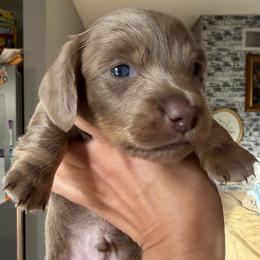 Yakko - Fawn (isabella) and tan male Dachshund puppy in Menifee, California from The Weenie Hut Doxies