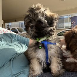 Assorted Doodle Crosses, Boxers, Havanese, and Havapoos from Lady Paws-Kara