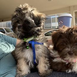 Assorted Doodle Crosses, Boxers, Havanese, and Havapoos from Lady Paws-Kara