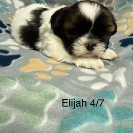 Elijah - Tricolor male Shih Tzu puppy in Jasper, Indiana from Jacob’s Spoiled Shih Tzu