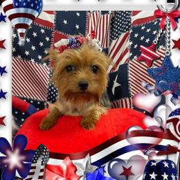 Kendal - Yorkshire Terrier