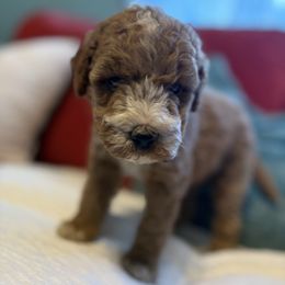 Boy 5 - Apricot male Goldendoodle puppy in Holly, Colorado from Vida’s Loving Doodles
