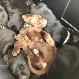 Labrador Retriever Puppies from Winchester Kennels