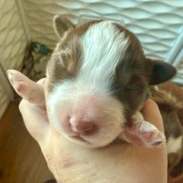 Beau - Red tri male Miniature Australian Shepherd puppy in Gatesville, Texas from Southern Promise Aussie’s