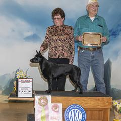 Australian Kelpie puppies from Walkabout Australian Kelpies and Rat Terriers