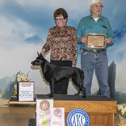 Australian Kelpie puppies from Walkabout Australian Kelpies and Rat Terriers