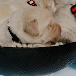 Dilute Retriever Puppies from Weathervane Labs
