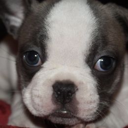 French Bulldogs from Hill's Fabulous Frenchies