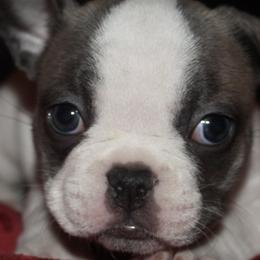 French Bulldogs from Hill's Fabulous Frenchies