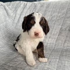 Fred - Liver white and tan male Springerdoodle puppy in Dundee, Ohio from Evalina Miller's Spaniels