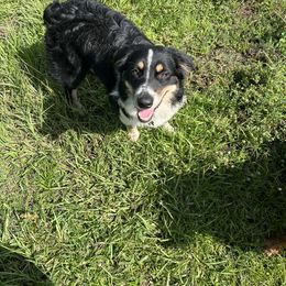 Macie - Australian Shepherd