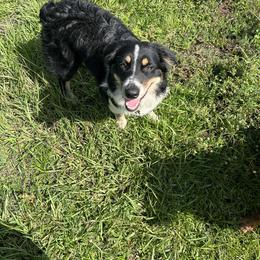Macie - Australian Shepherd