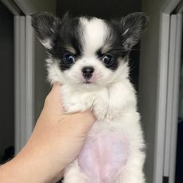 Chihuahua Puppies from Stardom Chihuahuas