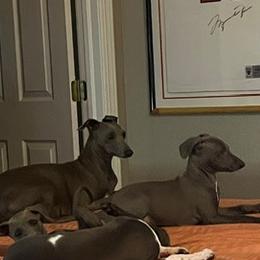 Gina - Italian Greyhound