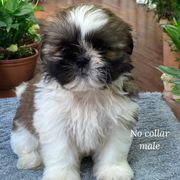 No collar boy - Black gold and white male Cavatzu puppy in Oklahoma from Rocky Oak Cavaliers & Biewer Terriers LLC