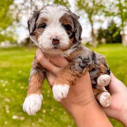 Iris - Merle female Bernedoodle puppy in Ammon, Idaho from Little Stone Bernedoodles