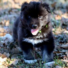 Grizzly - Black male Siberian Husky puppy in Texas from Bransford Paw Pack/Timber Huskies