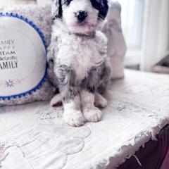 Australian Mountain Doodle and Bernedoodle Puppies from Country Creek Doodles