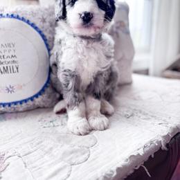 Australian Mountain Doodle and Bernedoodle Puppies from Country Creek Doodles