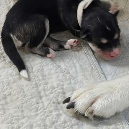 Boy 3 - male Native American Indian Dog puppy in Granby, Colorado from Turtle Island NAIDs
