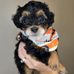 Neptune - Black tri-color male Aussiedoodle puppy in Prescott Valley, Arizona from Ramirez Family Doodles