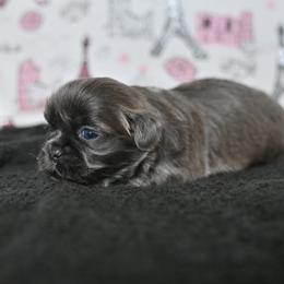 Lilac - Lilac female Shih Tzu puppy in Montrose, Colorado from Nana's Happy Pups
