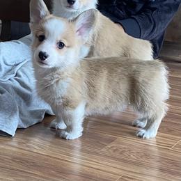 Teddy - Fawn male Pembroke Welsh Corgi puppy in Urbana, Ohio from Edgewood Farm and Kennel