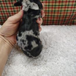 Dachshund Puppies from Witchy Woman’s Wiener’s