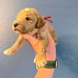 Leonard-Red - Cream male Goldendoodle puppy in Casper, Wyoming from 307 Doodles