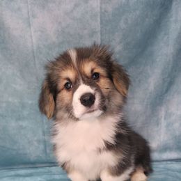 Nelson - Black and tan male Pembroke Welsh Corgi puppy in Charleroi, Pennsylvania from Twilight Hollow Corgis