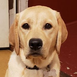 Charlie - Labrador Retriever