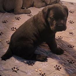Girl 3 - Black female Cane Corso puppy in Mason City, Illinois from Red Wood Cane Corso