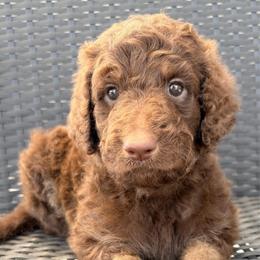 Etta - Phantom female Goldendoodle puppy in Joilet, Montana from L&Z Goldendoodles