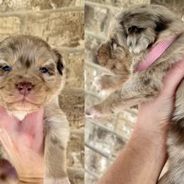 Australian Shepherds from 5R Russell Standards