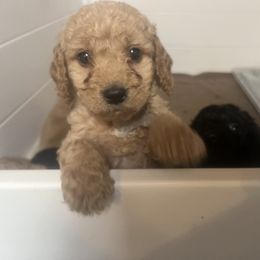 Goldendoodle Puppies from Dream Lake Doodles