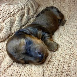 Ruthie - Dapple female Dachshund puppy in Washburn, Tennessee from Broken Arrow Miniature Dachshunds