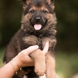 Salone - Sable female German Shepherd puppy in Berwick, Maine from Vom Rindahaus Shepherds