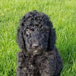 Poodle Puppies from RK'S Pets