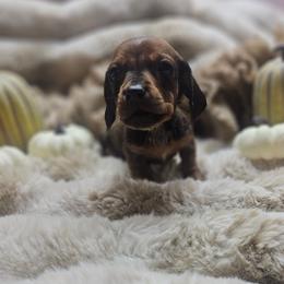 Willie 2800 - Red male Dachshund puppy in Anaconda, Montana from Montana Country Dachshunds
